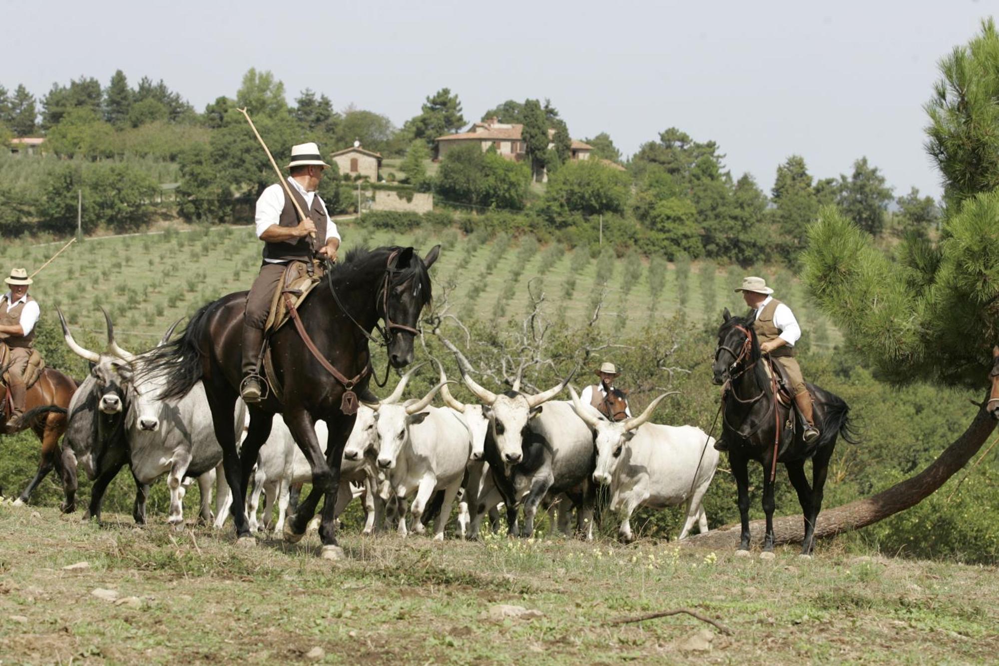 Agriturismo La Forra Cavriglia Extérieur photo